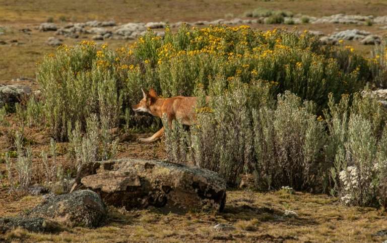 The population of the Ethiopian wolf, Africa's most endangered carnivore, was wiped out by disease spread from domestic dogs