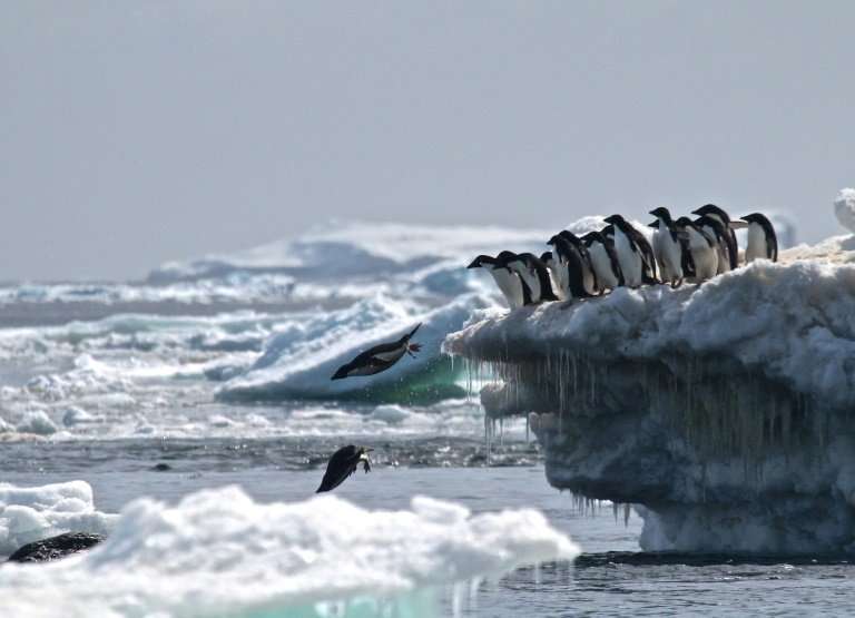 The proposed sanctuary would ban fishing in a vast area in the Weddell sea, protecting key species including Adelie penguins