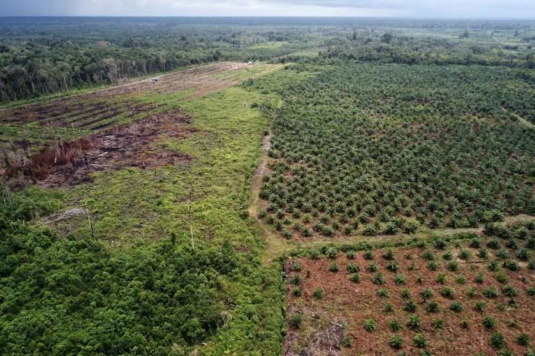 The rapid growth  of palm oil plantations has been blamed for the destruction of tropical forests that are home to many endanger