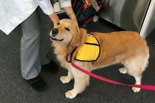 Therapy dogs can spread superbugs to kids, hospital finds