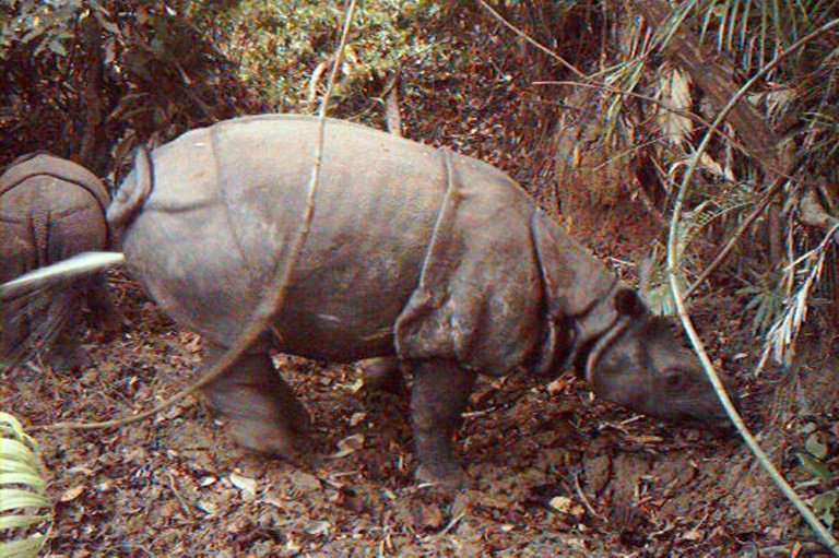 There are believed to be fewer than 70 Javan rhinos in a national park not far from a rumbling volcano that triggered Saturday's