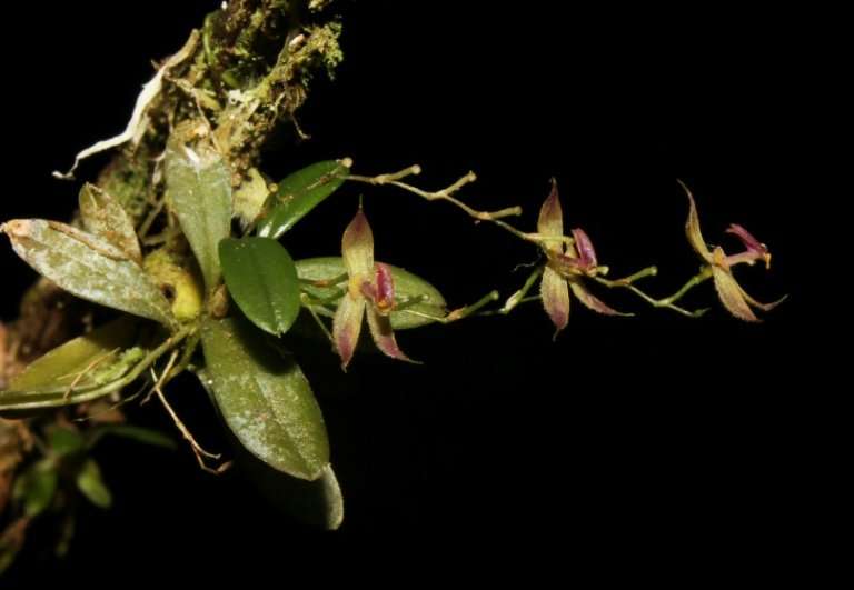 The recently discovered orchid species &quot;Andinia tingomariana,&quot; found by a group of Peruvian botanists in the central A