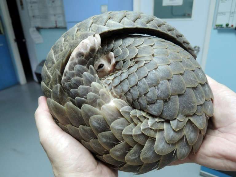 The reclusive pangolin, also known as the scaly anteater, has become the most trafficked mammal on earth due to soaring demand i