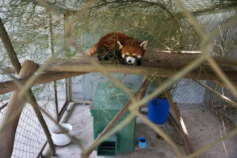 The red pandas are coveted for their shiny copper fur and &quot;cute&quot; appearance