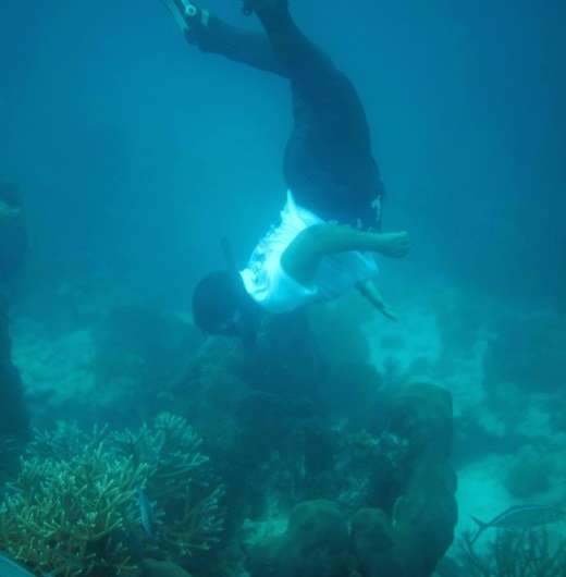 The reefs are popular with divers, and a top tourist attraction in Belize