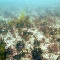 The rise of turfs—flattening of global kelp forests