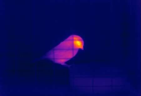 Thermal imaging can detect how animals are coping with their environment, avoiding the need for capture, according