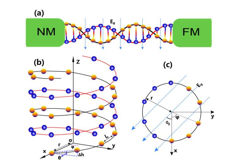 Thermally driven spin current in DNA