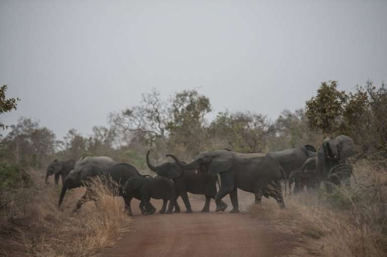 The savannah elephant population is down to about 352,000 from 1.3 million in 1979