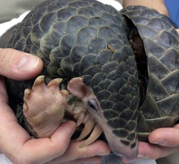 The scales of the pangolin are sold raw or fried in Asia for as much as $500 per kilo for treating asthma and migraines, or stim