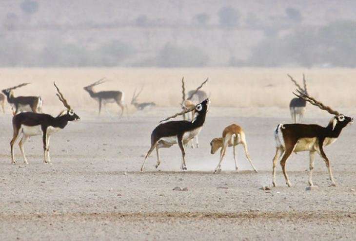 The scent of a man: What odors do female blackbuck find enticing in a male?