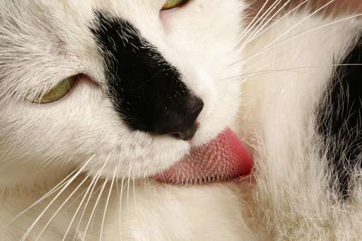 The scoop on how your cat's sandpapery tongue deep cleans