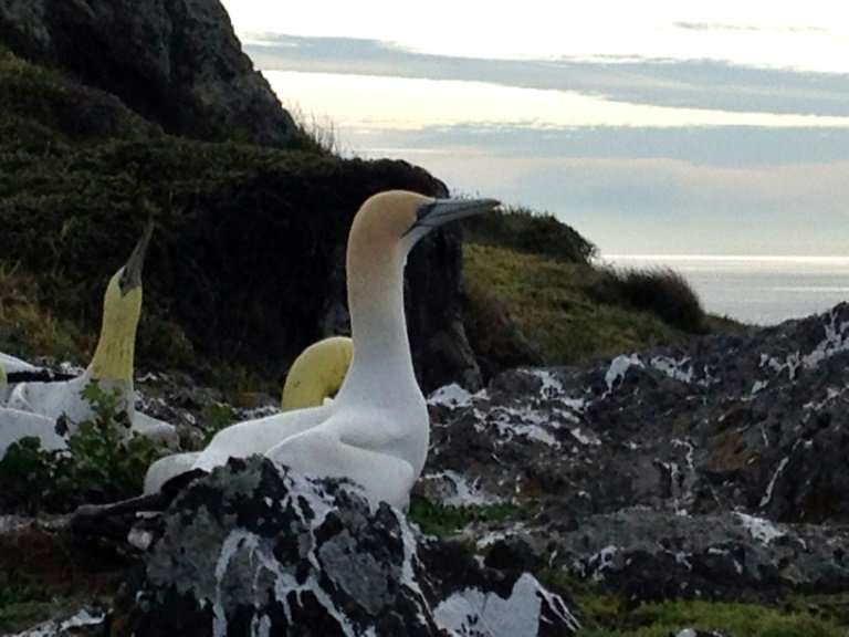 The seabird, also known as &quot;no-mates Nigel&quot;, spent years living among a colony of fake concrete birds set up by conser