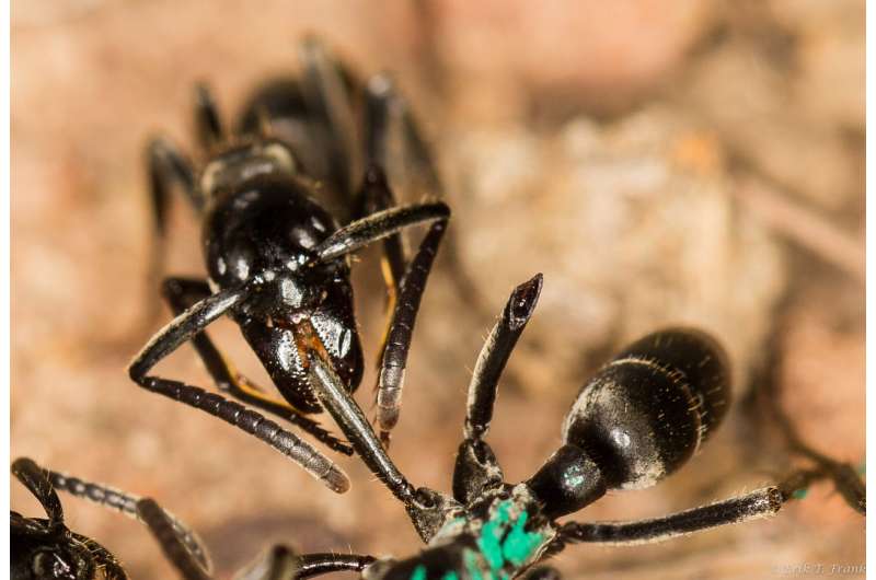These ants have evolved a complex system of battlefield triage and rescue