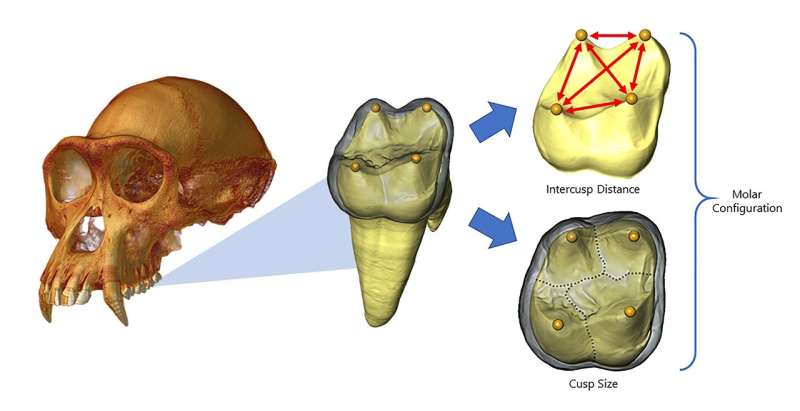 The secret life of teeth: Evo-devo models of tooth development