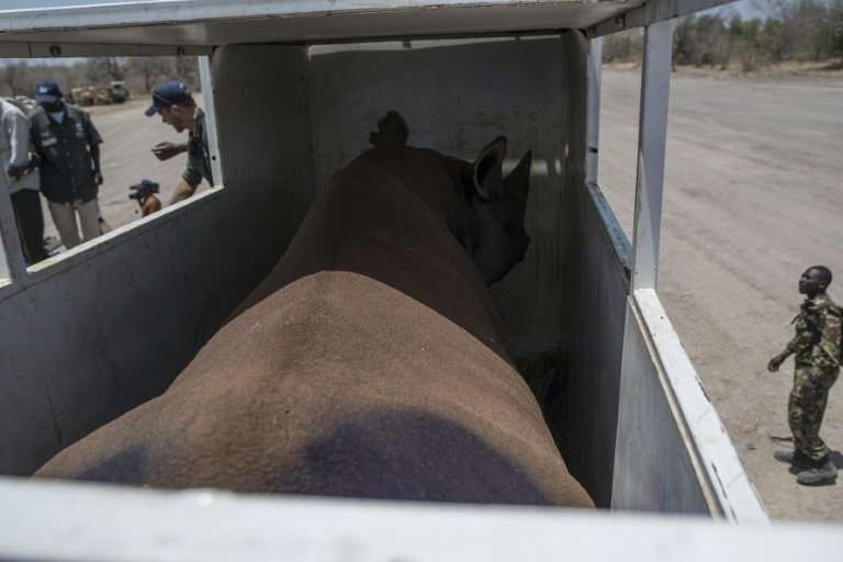 The sedated black rhinos were shipped to Zakouma National Park in steel crates accompanied by vets