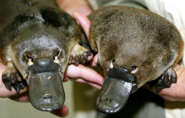 These platypus twin puggles were born in captivity in 2003