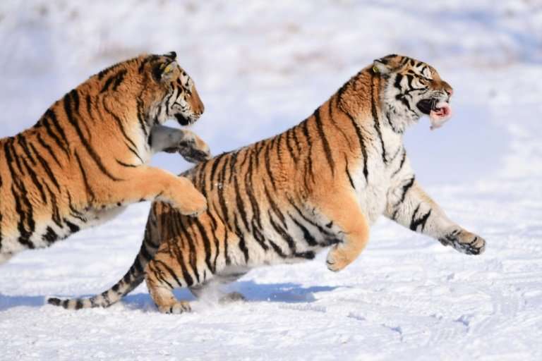 The Siberian tiger, seen here in a reserve in northeastern China, is an endangered species, hunted for use in traditional Chines
