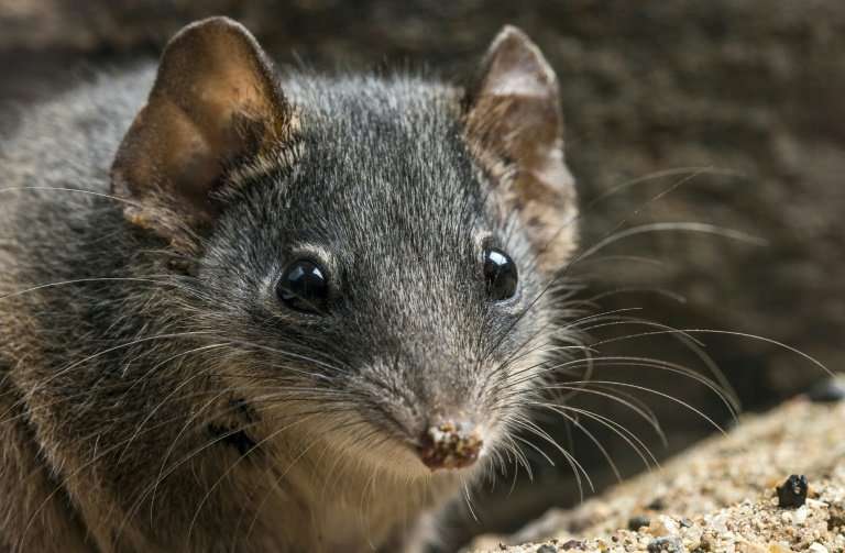 The silver-headed antechinus: frenzied sex sessions are endangering the species