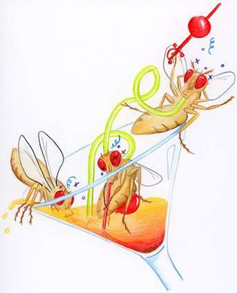 The social life of the humble fruit fly revolves around alcohol