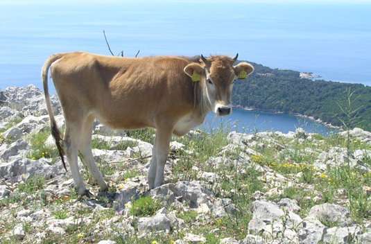 The startling diversity of Buša cattle