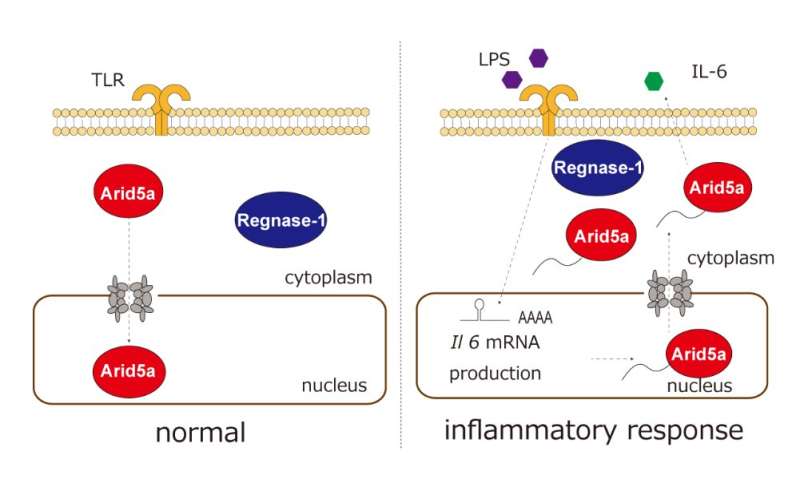 The subcellular dynamics of RNA stabilizing molecule in response to inflammation