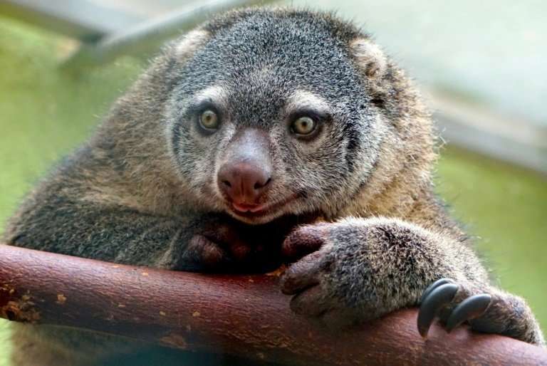 The Sulawesi bear cuscus is on the Red List of threatened species and as an easy target for hunters is considered vulnerable