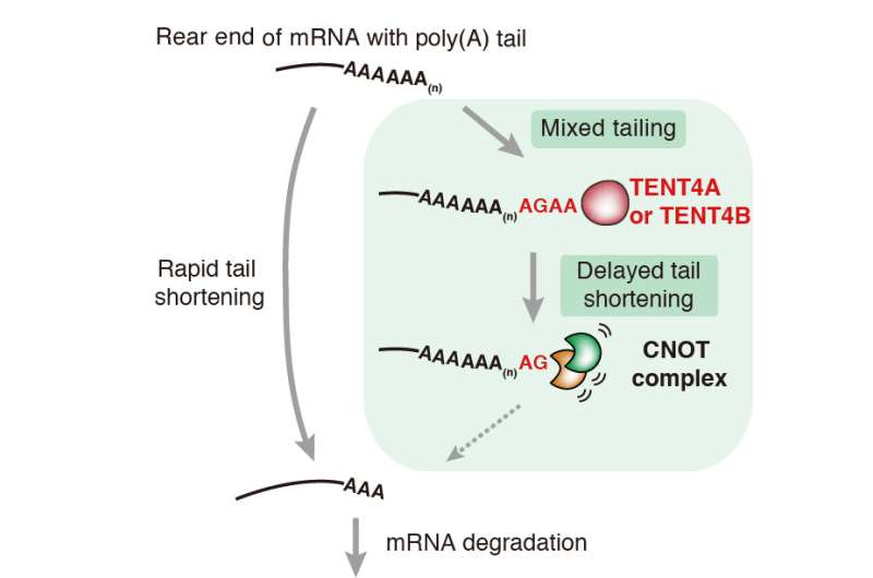 The tale of mRNA mixed tail