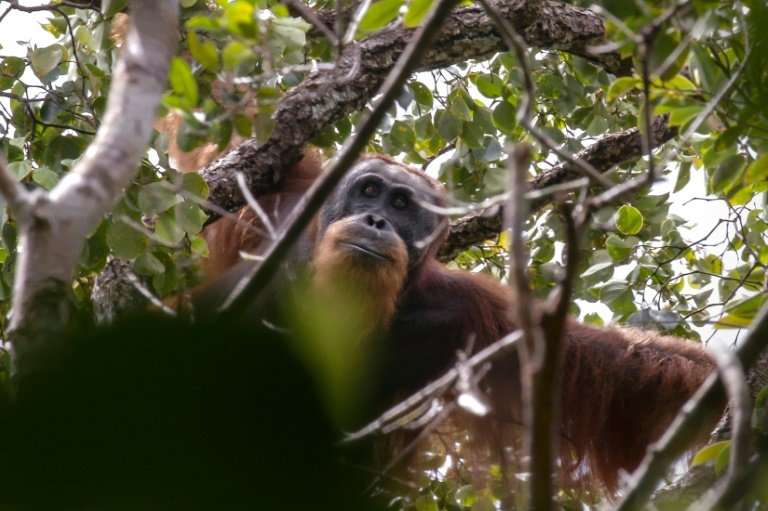 The Tapanuli orangutan is a newly discovered species that numbers just 800 individuals