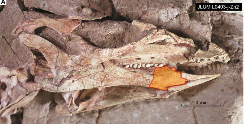 The teeth of Changchunsaurus: Rare insight into ornithopod dinosaur tooth evolution