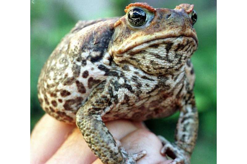 The toxic cane toad was introduced to Australia in 1935 to fight beetles ravaging sugar cane fields