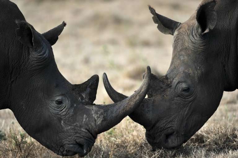The trade of rhinos, tigers, and their related products will be allowed in China under &quot;special&quot; circumstances