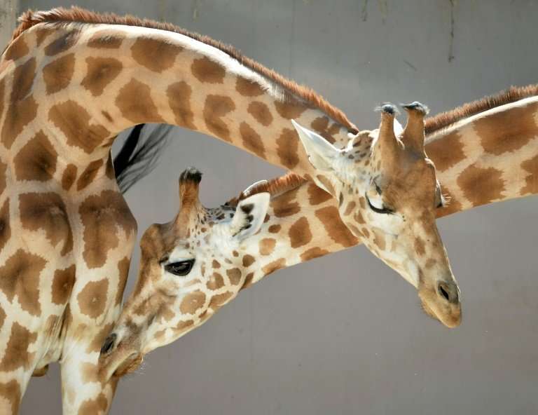 The transfer of a pilot group of 10 West African giraffes to a wildlife reserve will test whether the others will follow