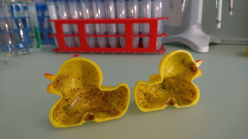 The ugly ducklings—biofilms in bath toys