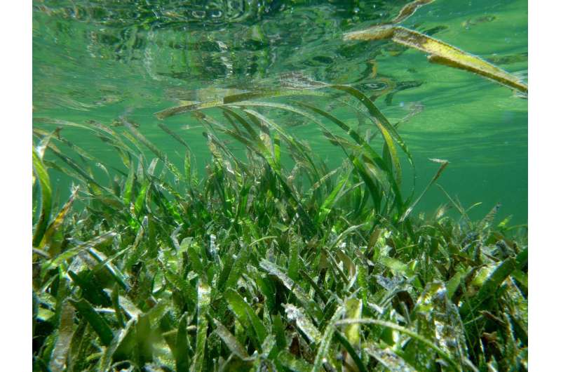 The value of seagrass in securing a sustainable planet