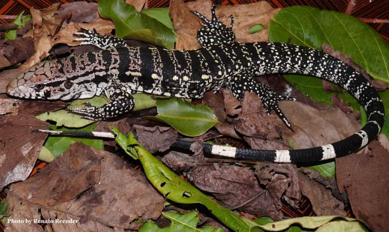 The warm and loving tegu lizard becomes a genetic resource