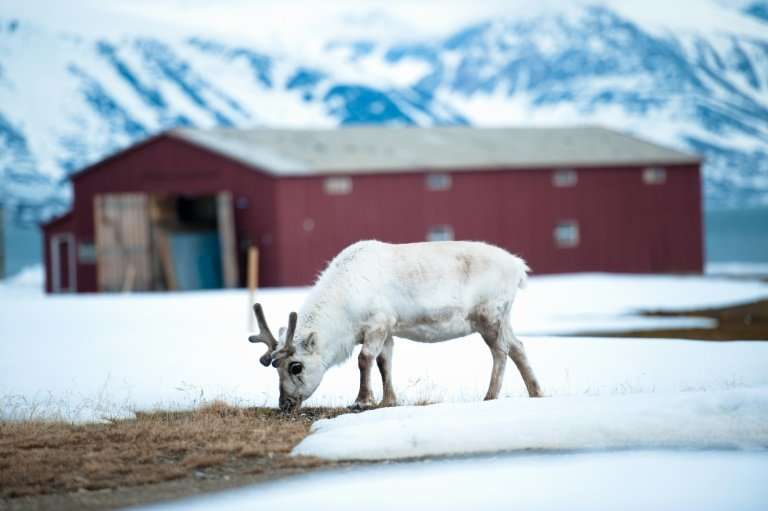 The warmer Arctic temperatures are wreaking havoc on the Arctic ecosystem, decimating wildlife populations including reindeer