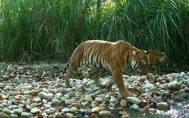 The wild tiger population in Nepal was counted as 235 in a survey carried out this year, double that in 2009