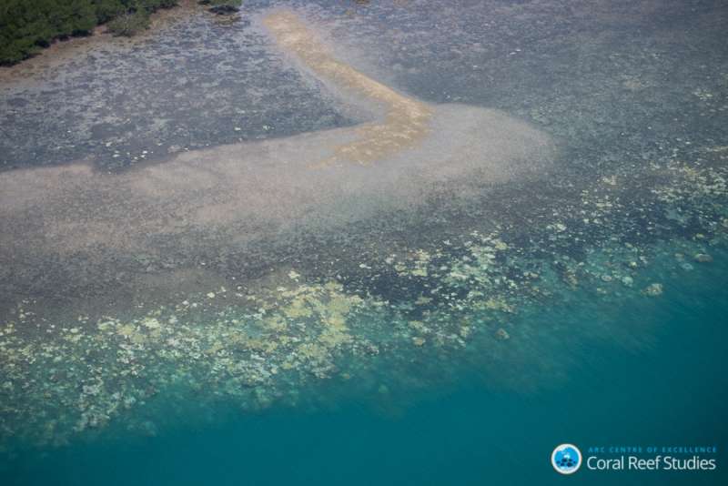 The window for saving the world's coral reefs is rapidly closing