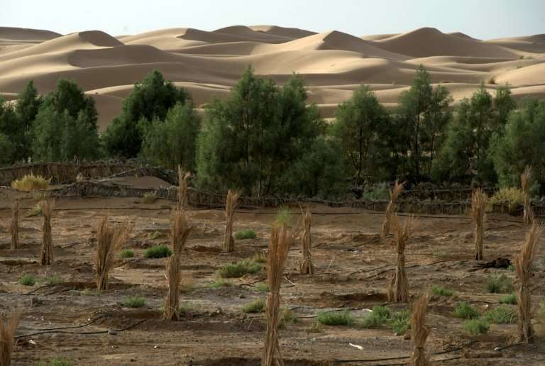 This 2016 file photo shows a palm field suffering from desertification near Morocco's southeastern oasis town of Erfoud