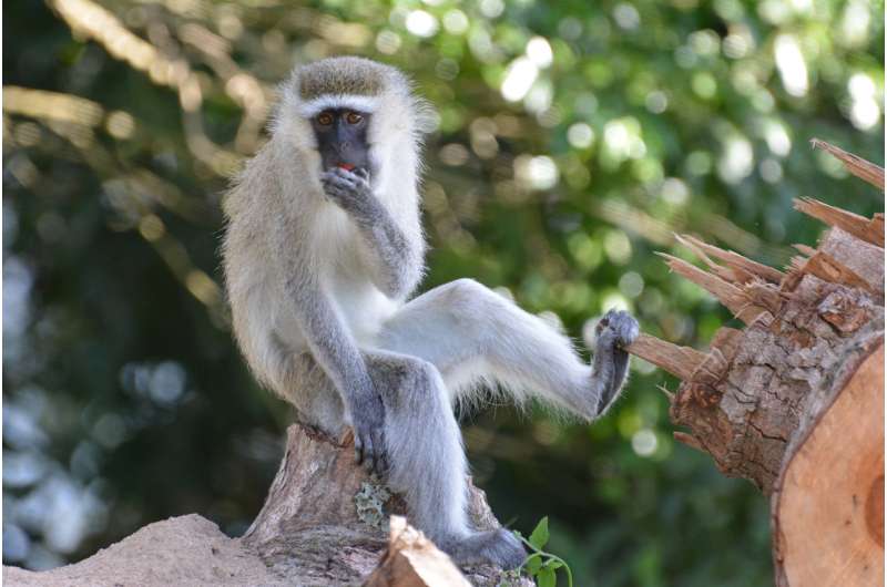 This monkey can plan out their foraging routes just like a human
