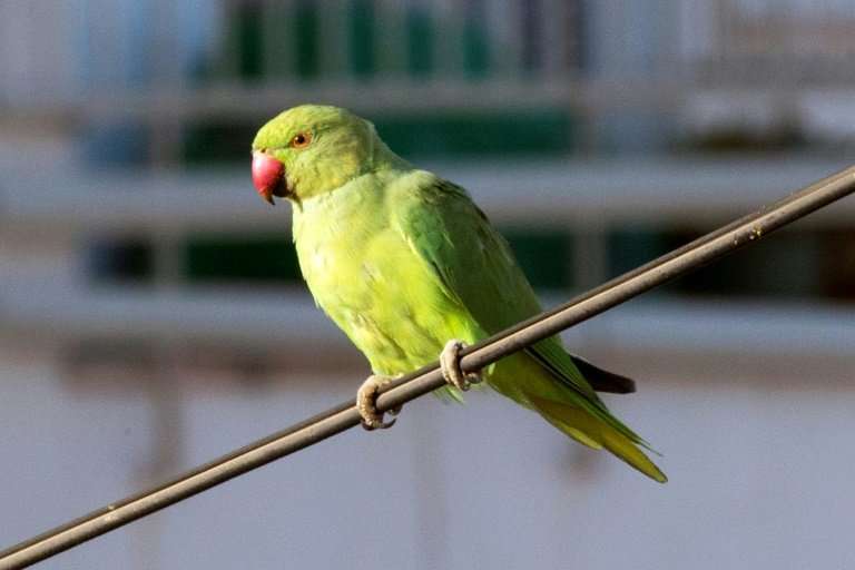 Thousands of rose-ringed parakeets, close relatives of parrots, have made their home in the Netherlands over the past five decad