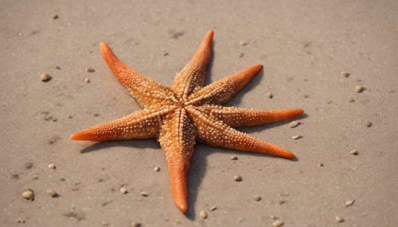 Thousands of starfish have washed up dead after the 'Beast from the East' – here's why