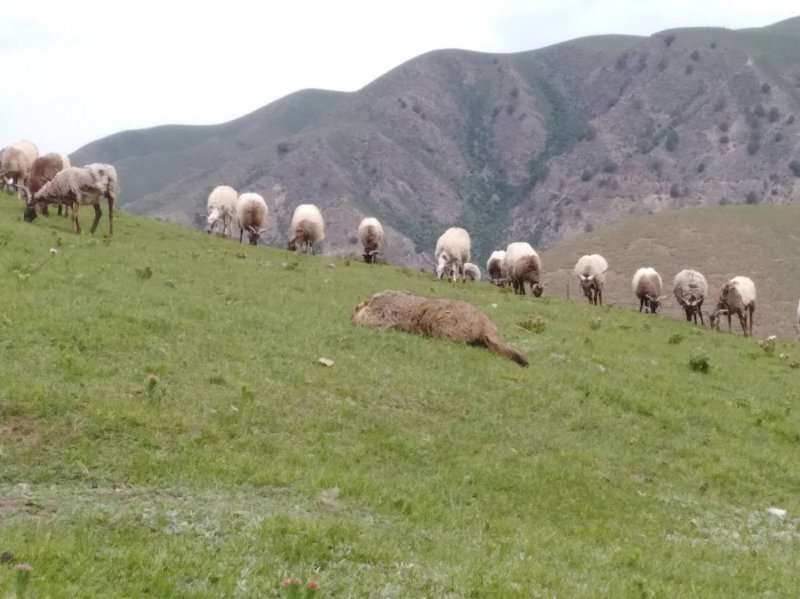 Tibetan sheep highly susceptible to human plague, originates from marmots