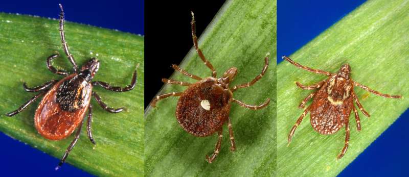 Tick bite protection: New CDC study adds to the promise of permethrin-treated clothing
