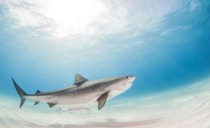 Tiger shark sex life fuels sustainability risk