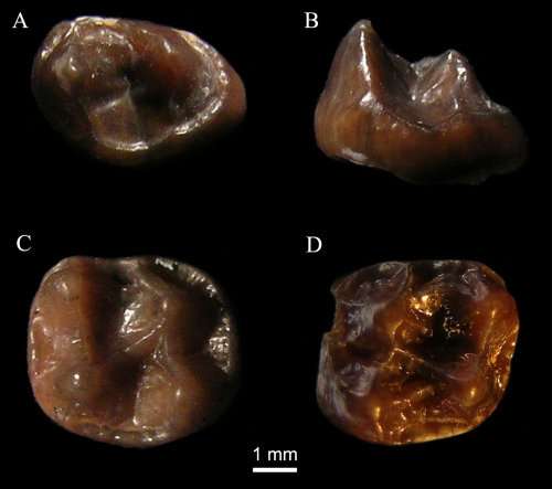 **Tiniest ever fossil ape discovered in Kenya