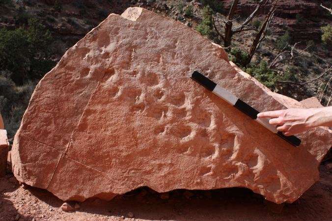 Tiny footprints, big discovery: Reptile tracks oldest ever found in grand canyon