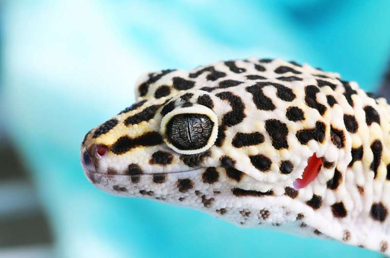 Tiny light detectors work like gecko ears