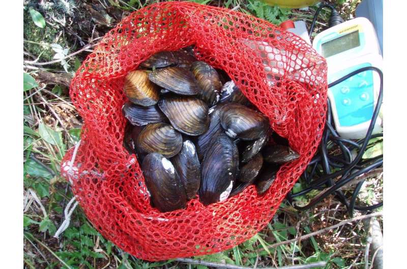 To build up mussels, you need to know your fish